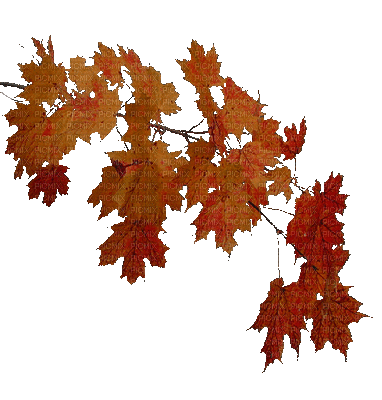 autumn leaves bp - Free animated GIF