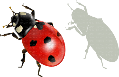 Kaz_Creations Ladybugs Ladybug - безплатен png