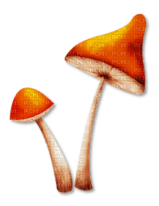 грибы - ücretsiz png