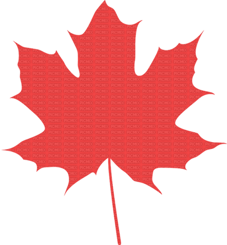 red maple leaf Bb2 - бесплатно png