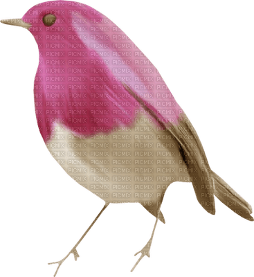 bird - ücretsiz png