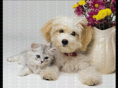 Chien and chat - GIF animado gratis