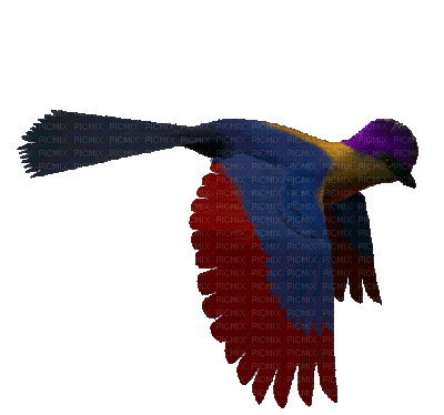 Pájaro de alas rojas y azules - GIF animado gratis - PicMix
