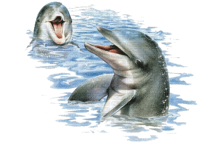 dolphins bp - GIF animado gratis