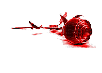 bleeding rose bp - GIF animado grátis