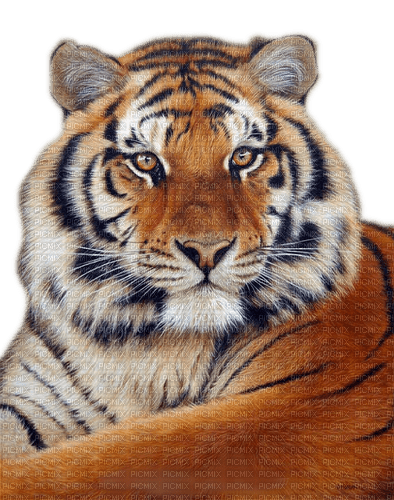 tiger - ingyenes png
