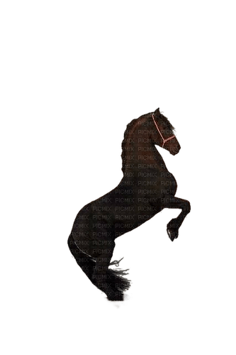 Pferd, Horse - безплатен png