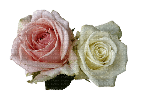 kikkapink spring rose roses flowers deco - PNG gratuit