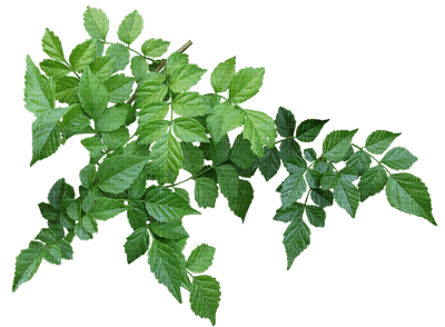lehti, oksa, leaves - kostenlos png