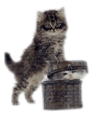 cats chats - 免费PNG