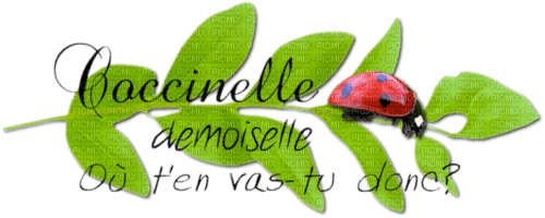 ladybug French text - бесплатно png
