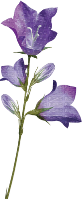 Kaz_Creations Deco Flowers Flower  Purple - png ฟรี