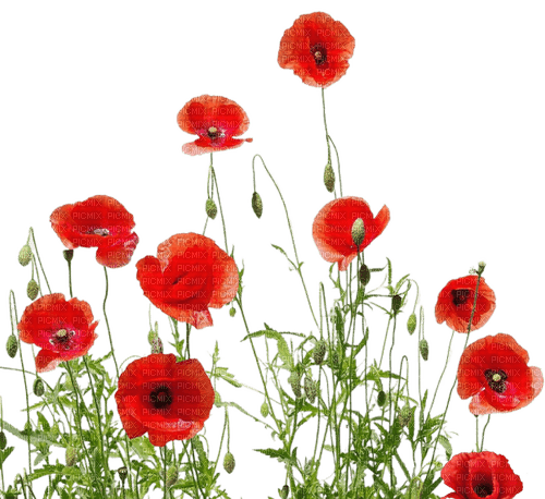 Coquelicots.Poppies.Red.Amapolas.Victoriabea - Free PNG