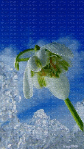 Snowdrop - Besplatni animirani GIF
