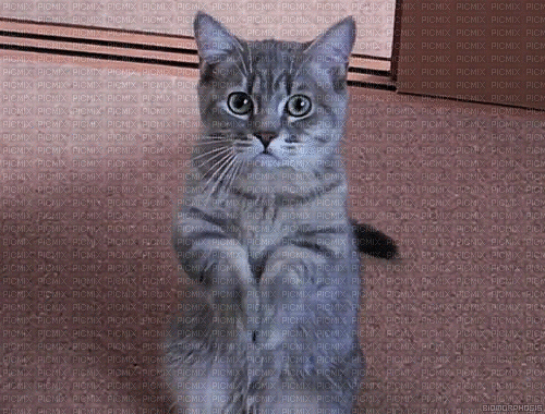 Cat-9516 - GIF animate gratis
