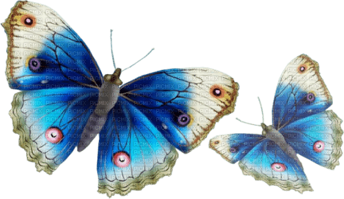 papillon - kostenlos png
