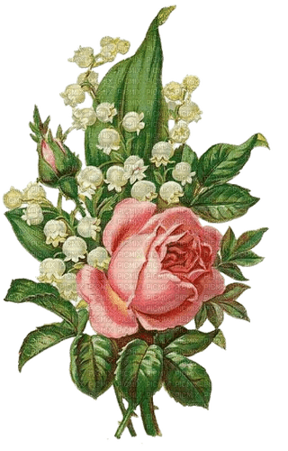 Rose, Maiglöckchen, Vintage, Blumen - darmowe png