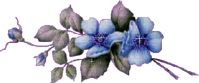 flores  azules gif  dubravka4 - 免费动画 GIF
