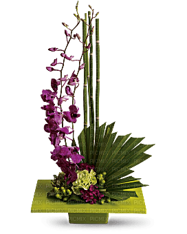 Kaz_Creations  Flowers Vase Plant - 無料png