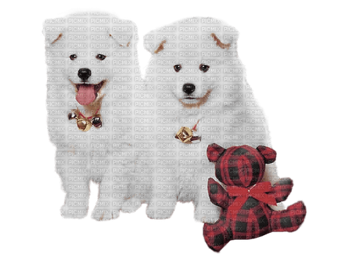 Chien.Dog.Perro.white.Victoriabea - PNG gratuit