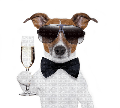 dog hund chien animal fun sekt drink summer ete glasses glass  tube - kostenlos png