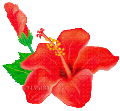 Y.A.M._Summer flowers - Gratis geanimeerde GIF