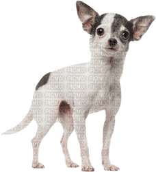 Chihuahua - zdarma png