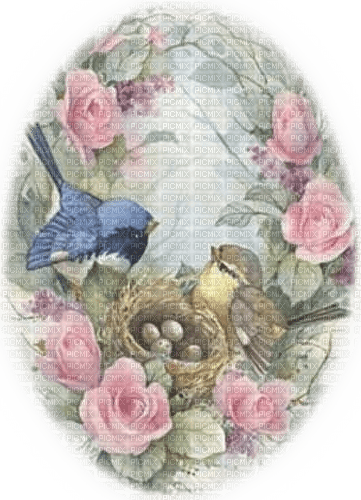 Vögel, Nest, Rosen - kostenlos png