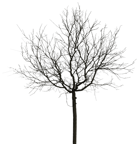 Arbre.Tree.Winter.Hiver.Árbol.Victoriabea - PNG gratuit