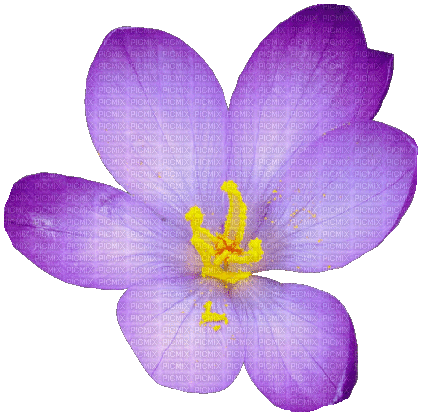 spring  flower by nataliplus - GIF animate gratis