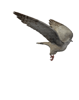 oiseau ( - Darmowy animowany GIF
