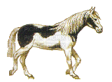cheval blanc ** - Animovaný GIF zadarmo