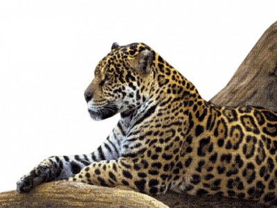 Kaz_Creations Animals Leopard - darmowe png