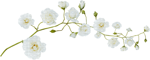 White flowers.Fleurs blanches.Victoriabea - png gratis