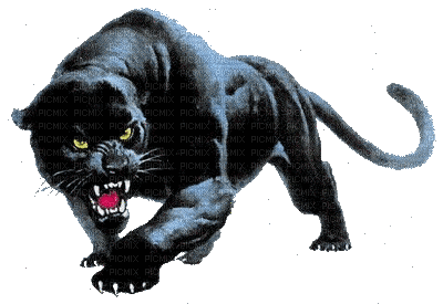 black panther bp - Darmowy animowany GIF