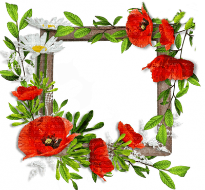cadre coquelicot deco frame poppy flowers - бесплатно png