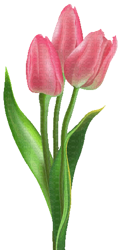 Tulips.Pink - By KittyKatLuv65 - Free animated GIF