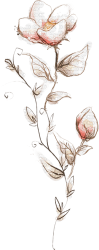 watercolor flowers - Free PNG