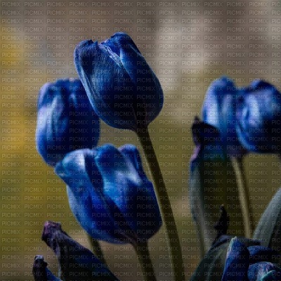 Blue Tulips - Free PNG