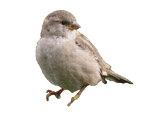 Птицы - Gratis geanimeerde GIF