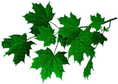 листьягуля - Besplatni animirani GIF