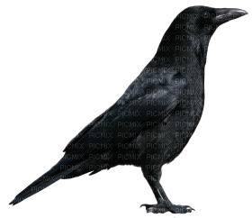 Kaz_Creations Bird Crow - png ฟรี