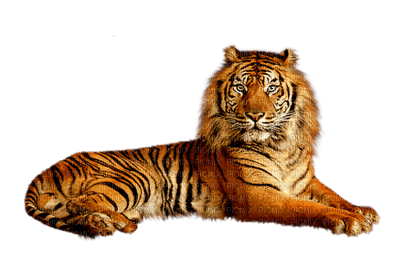 tiger bp - kostenlos png