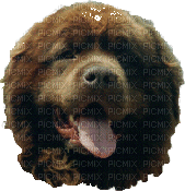 dog face bp - Gratis geanimeerde GIF