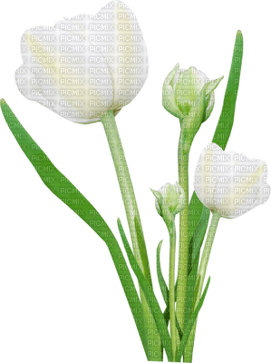 Flowers white bp - 免费PNG