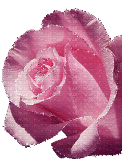 pink sparkley rose - Free animated GIF
