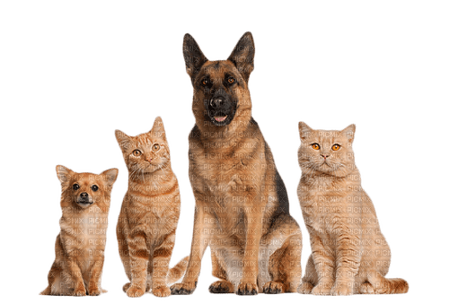 cat dog family - png gratuito