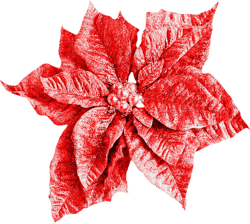 Christmas.Flower.Red - Free PNG