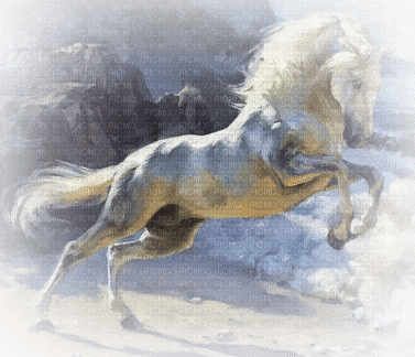Cheval blanc White Horse Cavallo bianco - zadarmo png