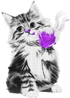 soave cat animals deco flowers rose black white - фрее пнг